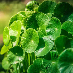 GOTU KOLA