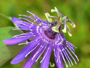 PASSIONFLOWER